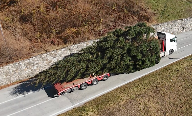 L’Abete di Natale donato alla città di Udine