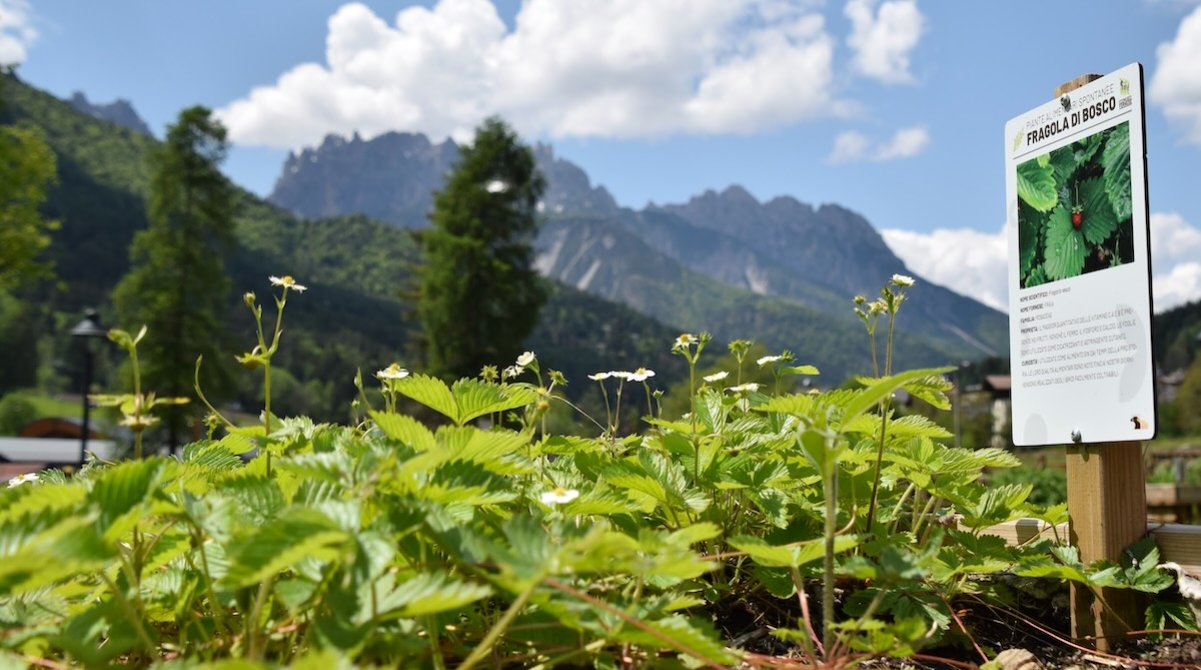 ORTO-BOTANICO-FESTA-DELLE-ERBE-fornidisopra-23-100a