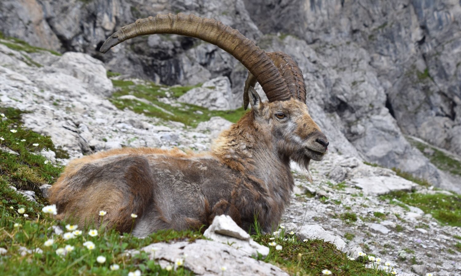 stambecco-dolomiti-friulane-forni-di-sopra-dk-23a