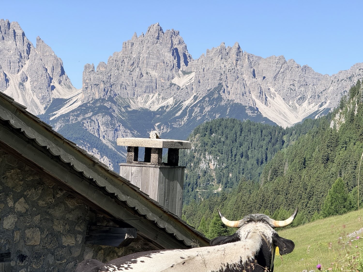 mucca casera tragonia